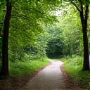 森の中の静かな小道